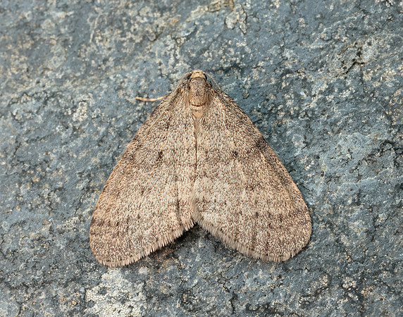 70.106 BF1799 Winter Moth Operophtera brumata