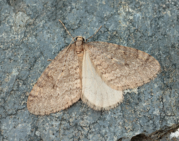 70.106 BF1799 Winter Moth Operophtera brumata