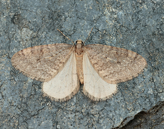 70.106 BF1799 Winter Moth Operophtera brumata