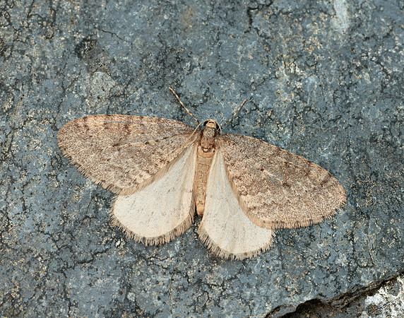 70.106 BF1799 Winter Moth Operophtera brumata
