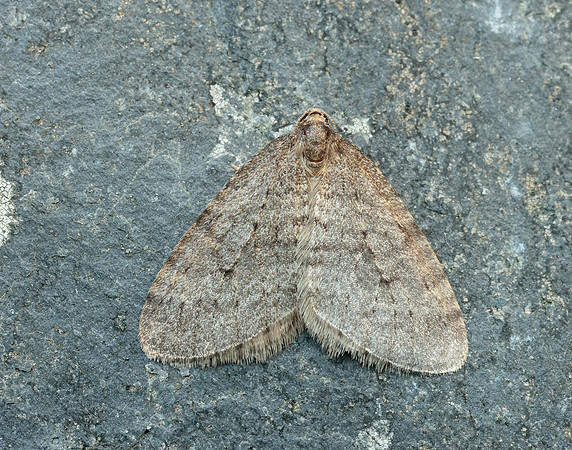 70.106 BF1799 Winter Moth Operophtera brumata