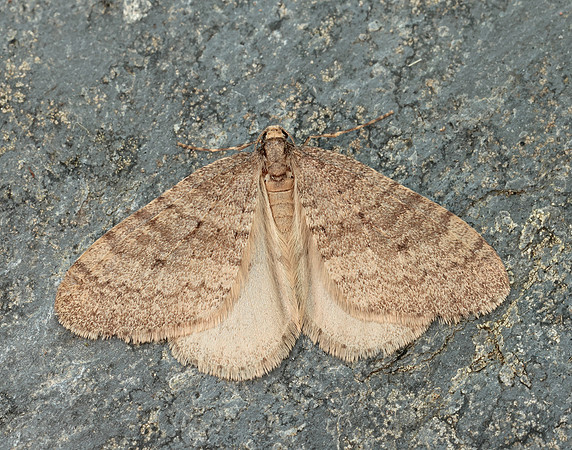 70.106 BF1799 Winter Moth Operophtera brumata