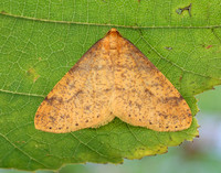 70.254 BF1933 Scarce Umber Agriopis aurantiaria