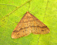 70.254 BF1933 Scarce Umber Agriopis aurantiaria