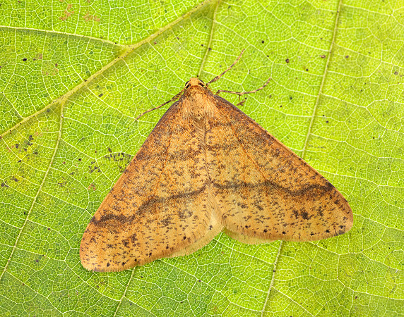 70.254 BF1933 Scarce Umber Agriopis aurantiaria