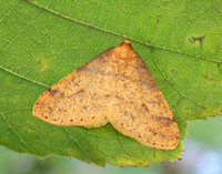 70.254 BF1933 Scarce Umber Agriopis aurantiaria