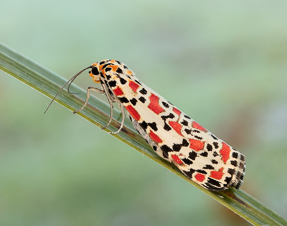 72.034 BF2054 Crimson Speckled Utetheisa pulchella