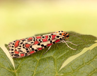 72.034 BF2054 Crimson Speckled Utetheisa pulchella