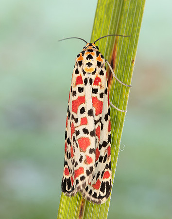 72.034 BF2054 Crimson Speckled Utetheisa pulchella
