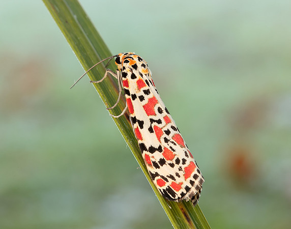 72.034 BF2054 Crimson Speckled Utetheisa pulchella