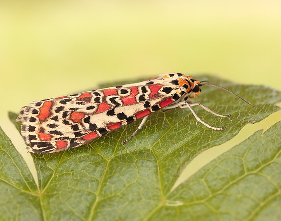 72.034 BF2054 Crimson Speckled Utetheisa pulchella