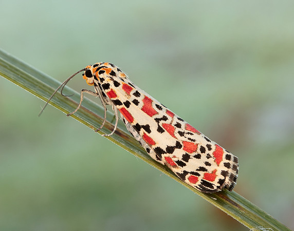 72.034 BF2054 Crimson Speckled Utetheisa pulchella