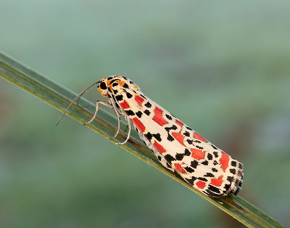 72.034 BF2054 Crimson Speckled Utetheisa pulchella