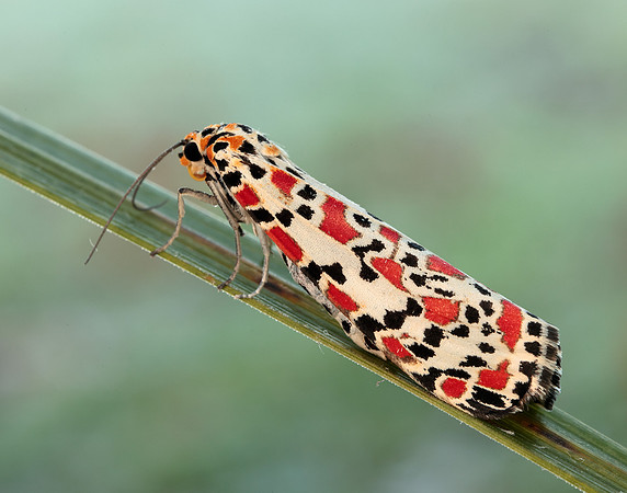 72.034 BF2054 Crimson Speckled Utetheisa pulchella