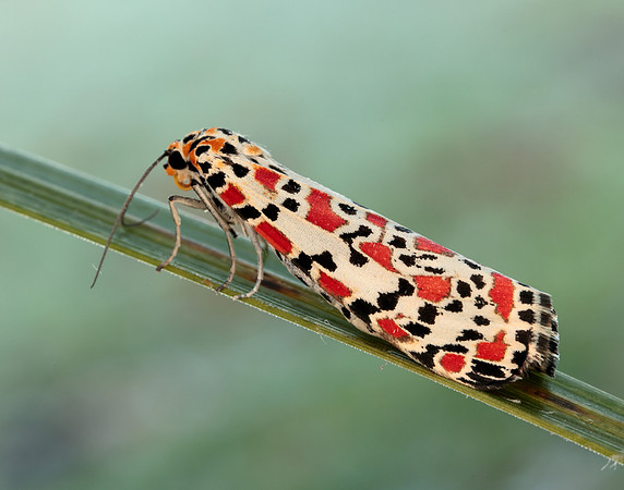72.034 BF2054 Crimson Speckled Utetheisa pulchella