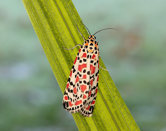 72.034 BF2054 Crimson Speckled Utetheisa pulchella