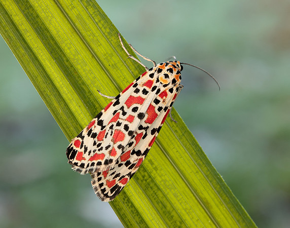 72.034 BF2054 Crimson Speckled Utetheisa pulchella
