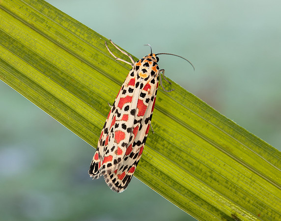 72.034 BF2054 Crimson Speckled Utetheisa pulchella