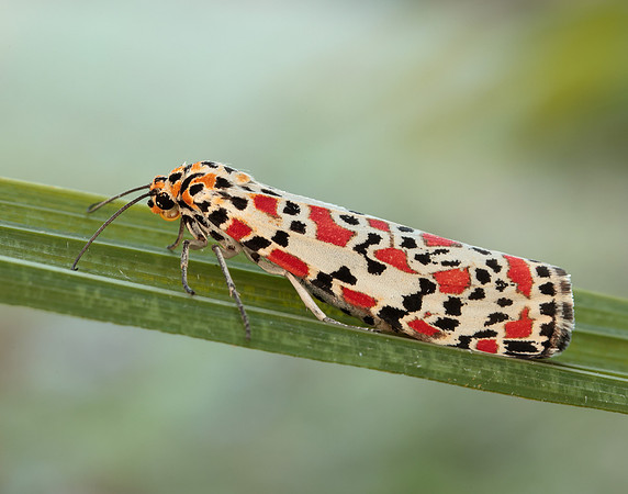 72.034 BF2054 Crimson Speckled Utetheisa pulchella
