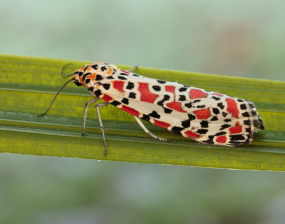72.034 BF2054 Crimson Speckled Utetheisa pulchella