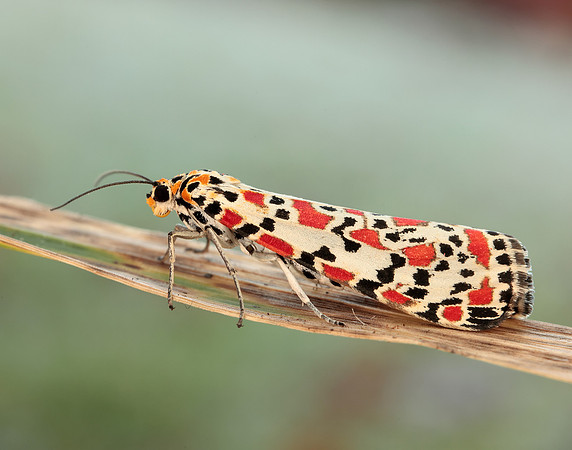 72.034 BF2054 Crimson Speckled Utetheisa pulchella