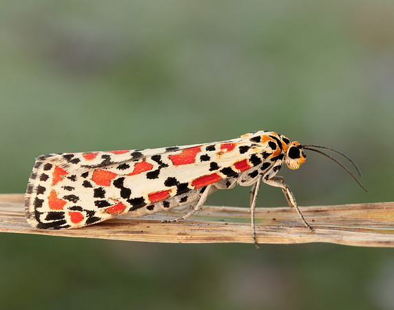 72.034 BF2054 Crimson Speckled Utetheisa pulchella