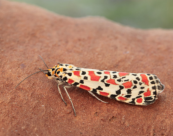 72.034 BF2054 Crimson Speckled Utetheisa pulchella