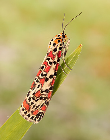 72.034 BF2054 Crimson Speckled Utetheisa pulchella