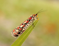 72.034 BF2054 Crimson Speckled Utetheisa pulchella