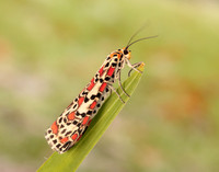 72.034 BF2054 Crimson Speckled Utetheisa pulchella