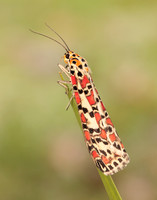 72.034 BF2054 Crimson Speckled Utetheisa pulchella