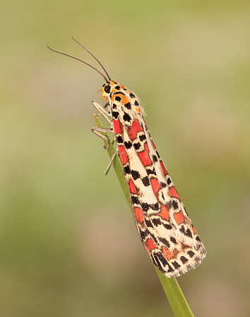 72.034 BF2054 Crimson Speckled Utetheisa pulchella