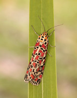 72.034 BF2054 Crimson Speckled Utetheisa pulchella
