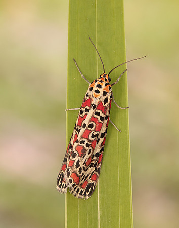 72.034 BF2054 Crimson Speckled Utetheisa pulchella