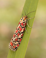 72.034 BF2054 Crimson Speckled Utetheisa pulchella