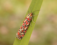 72.034 BF2054 Crimson Speckled Utetheisa pulchella