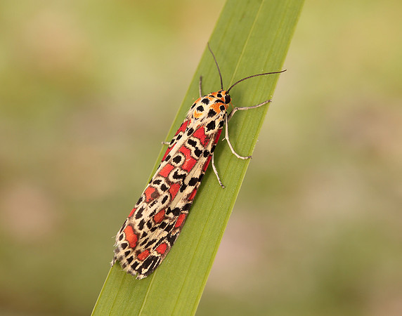 72.034 BF2054 Crimson Speckled Utetheisa pulchella