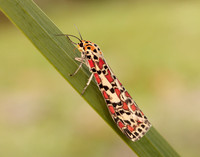 72.034 BF2054 Crimson Speckled Utetheisa pulchella