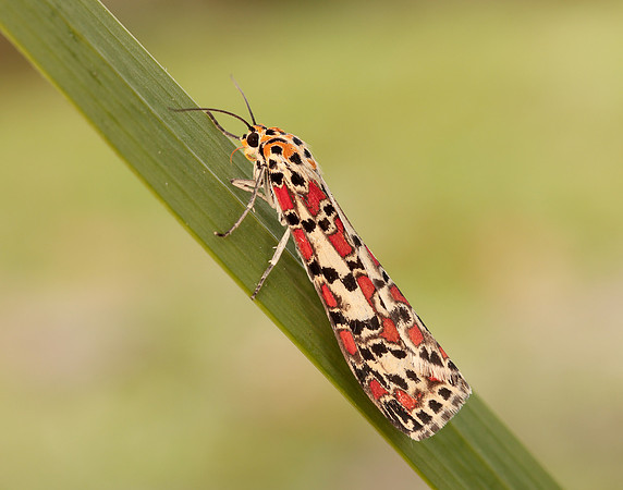 72.034 BF2054 Crimson Speckled Utetheisa pulchella