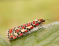 72.034 BF2054 Crimson Speckled Utetheisa pulchella