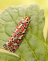 72.034 BF2054 Crimson Speckled Utetheisa pulchella