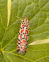 72.034 BF2054 Crimson Speckled Utetheisa pulchella