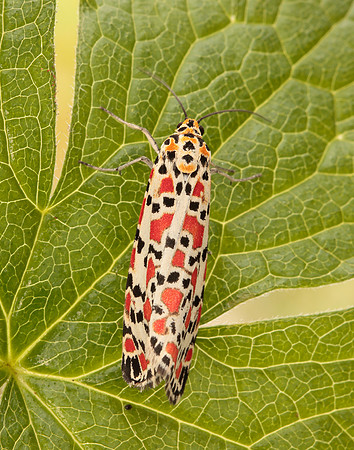 72.034 BF2054 Crimson Speckled Utetheisa pulchella
