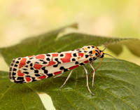 72.034 BF2054 Crimson Speckled Utetheisa pulchella