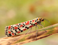 72.034 BF2054 Crimson Speckled Utetheisa pulchella