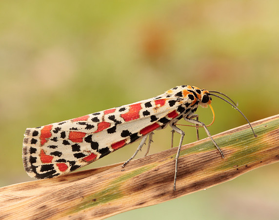 72.034 BF2054 Crimson Speckled Utetheisa pulchella