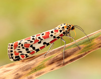 72.034 BF2054 Crimson Speckled Utetheisa pulchella