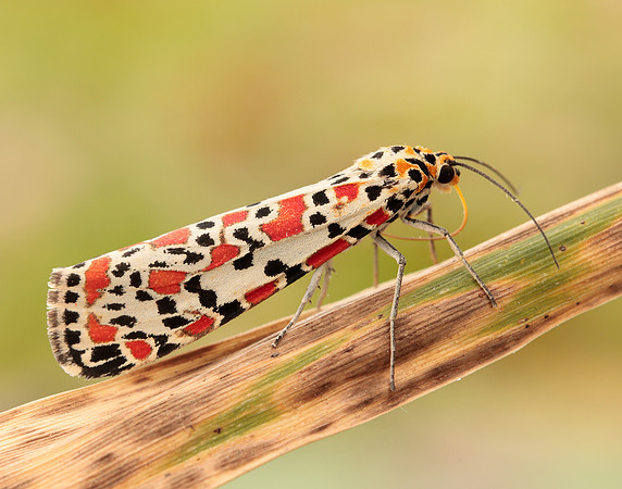 72.034 BF2054 Crimson Speckled Utetheisa pulchella