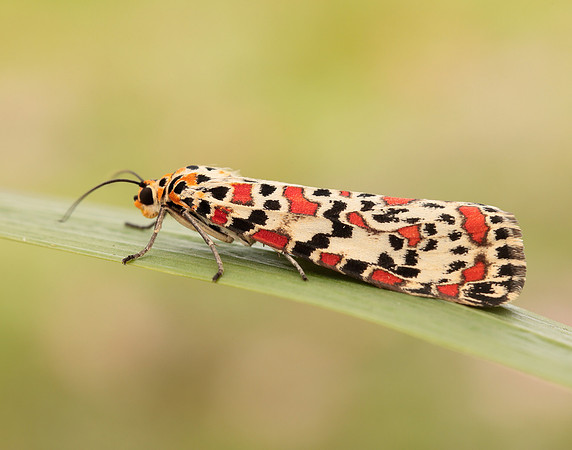72.034 BF2054 Crimson Speckled Utetheisa pulchella