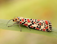 72.034 BF2054 Crimson Speckled Utetheisa pulchella